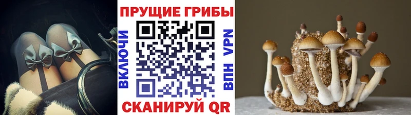 Купить где  Трубчевск  Галлюциногенные грибы GOLDEN TEACHER 